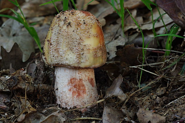 muchotrávka červenkastá Amanita rubescens Pers.