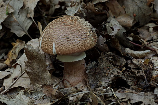 muchotrávka červenkastá Amanita rubescens Pers.