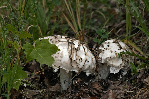 muchotrávka šiškovitá Amanita strobiliformis Gonn. & Rabenh.