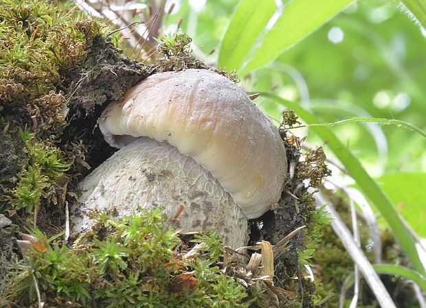 hríb smrekový Boletus edulis Bull.