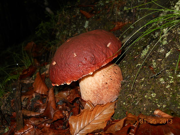 hríb sosnový Boletus pinophilus Pil. et Dermek in Pil.