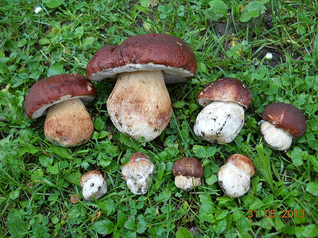 hríb sosnový Boletus pinophilus Pil. et Dermek in Pil.