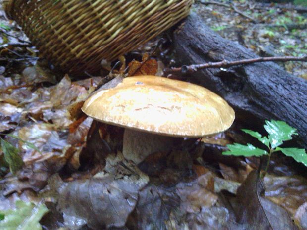 hríb dubový Boletus reticulatus Schaeff.