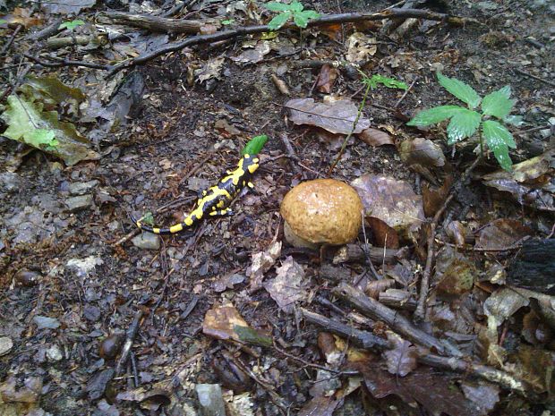 hríb dubový,  Boletus reticulatus Schaeff.