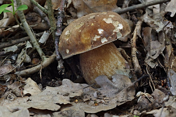 hríb dubový Boletus reticulatus Schaeff.