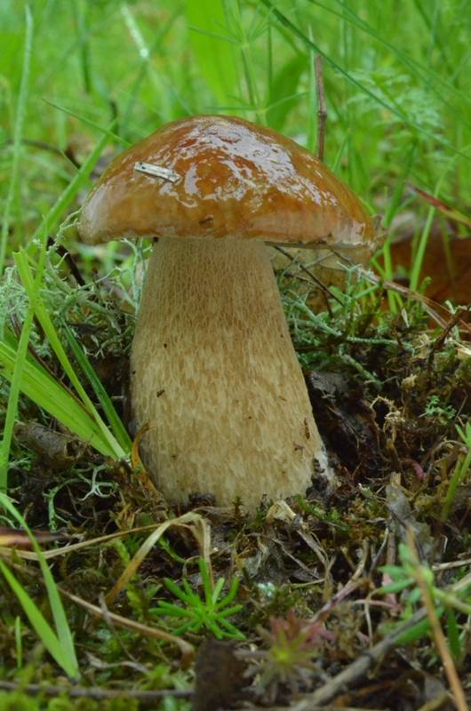 hríb dubový Boletus reticulatus Schaeff.