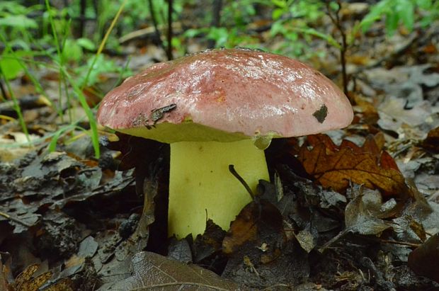 hríb kráľovský Butyriboletus regius (Krombh.) D. Arora & J.L. Frank