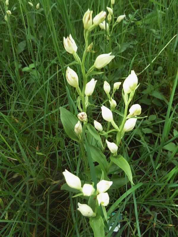 prilbovka biela Cephalanthera damasonium (Mill.) Druce