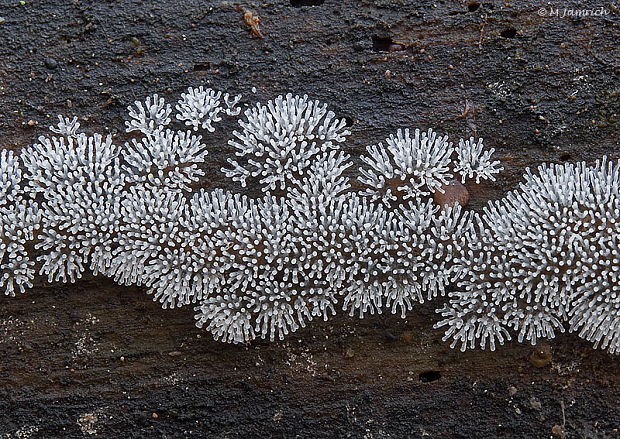 rohačka kríčkovitá Ceratiomyxa fruticulosa var. fruticulosa (O.F. Müll.) T. Macbr