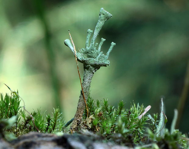 dutohlávka riasnatá Cladonia fimbriata (L.) Fr.