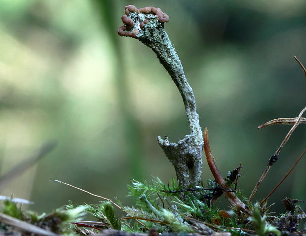 dutohlávka riasnatá Cladonia fimbriata (L.) Fr.