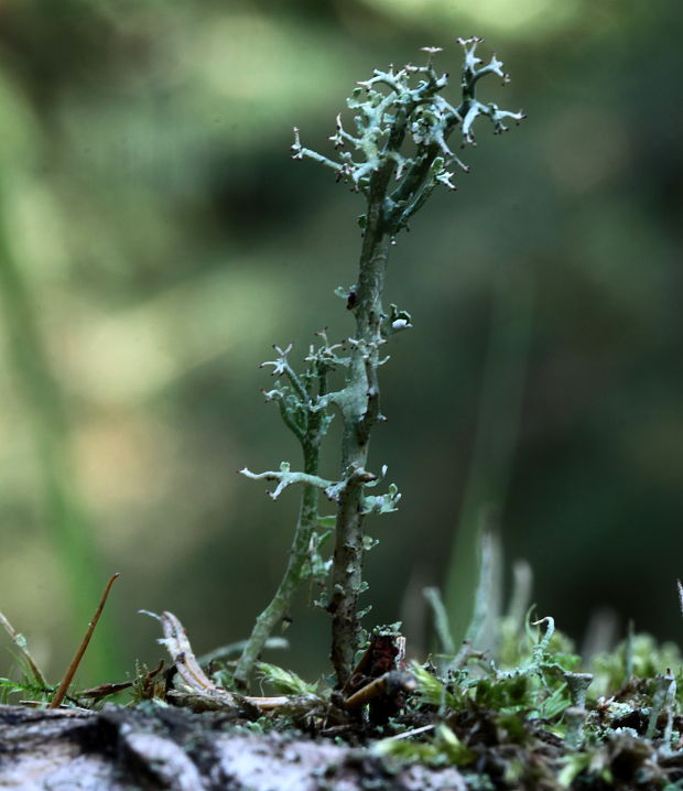 dutohlávka rozkonárená Cladonia rangiformis Hoffm.