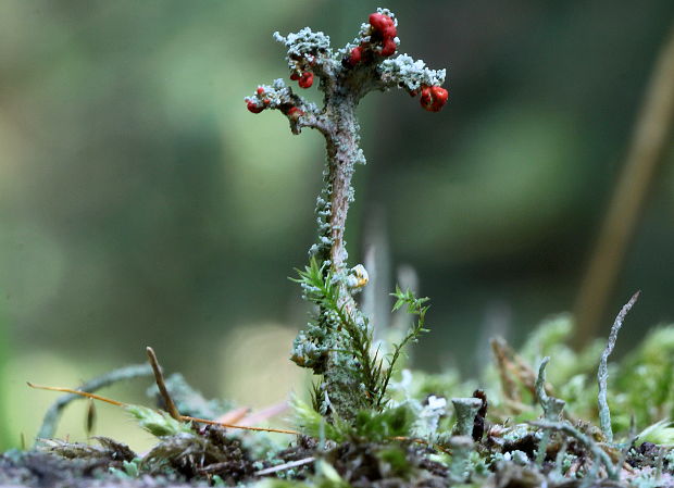 dutohlávka Cladonia sp.