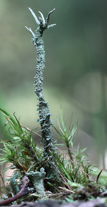 dutohlávka Cladonia sp.