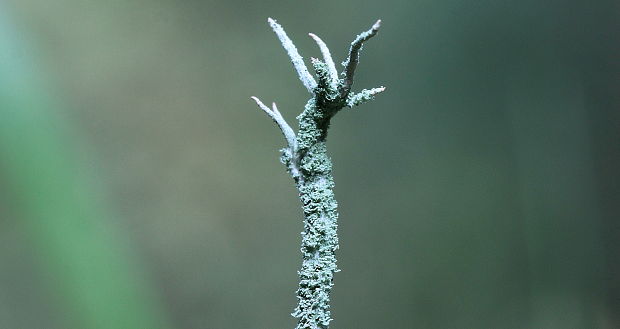 dutohlávka Cladonia sp.