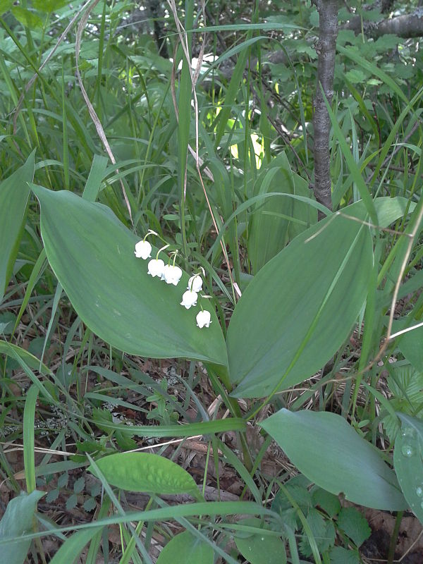 konvalinka voňavá Convallaria majalis L.