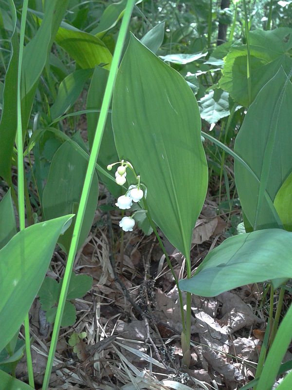 konvalinka voňavá Convallaria majalis L.