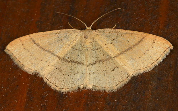 piadica buková / očkovec bukový Cyclophora linearia Hübner, 1799