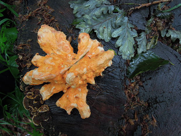 sírovec obyčajný Laetiporus sulphureus (Bull.) Murrill