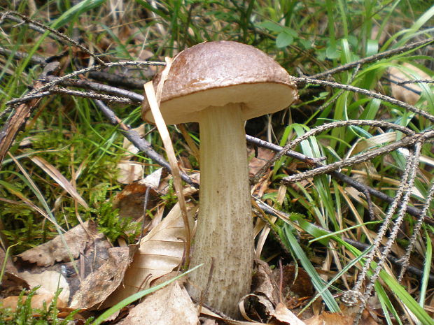 kozák brezový Leccinum scabrum (Bull.) Gray