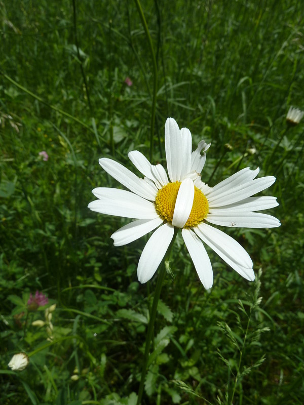 margaréta biela Leucanthemum vulgare Lam.