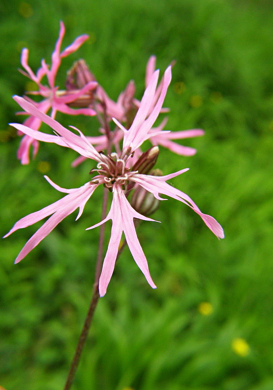 kukučka lúčna Lychnis flos-cuculi L.