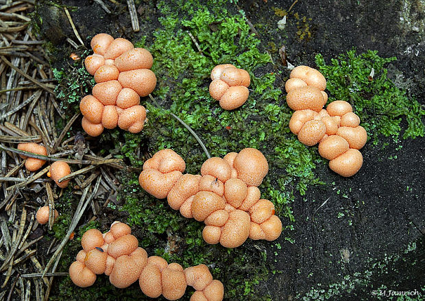 vlčinka červená Lycogala epidendrum (J.C. Buxb. ex L.) Fr.