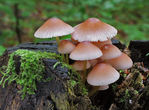 prilbička žltohlúbiková Mycena renati Quél.