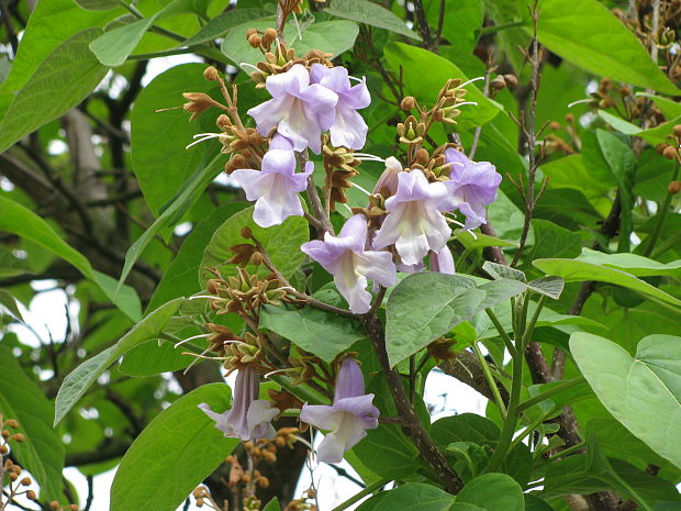 paulovnia plstnatá Paulownia imperialis  S. et Z.