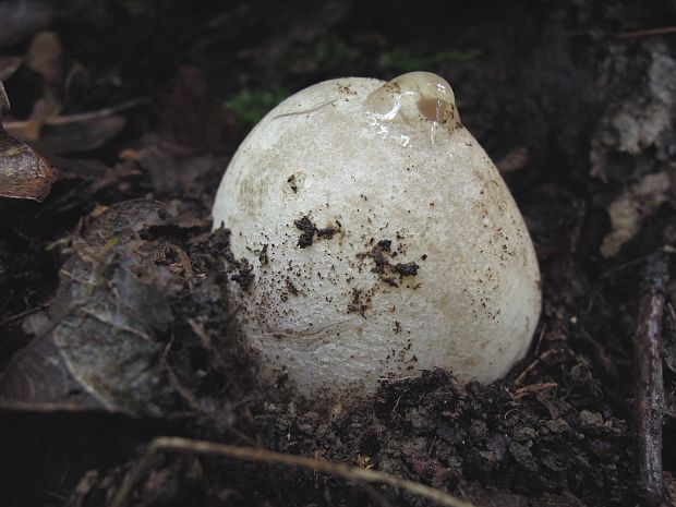 hadovka smradľavá Phallus impudicus L.