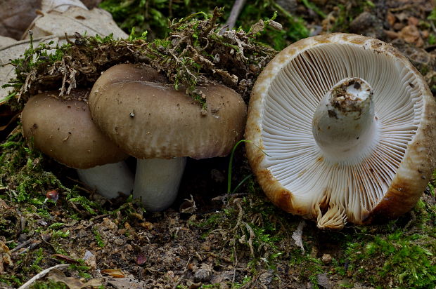 plávka Russula sp.