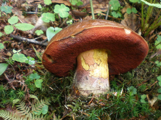 hríb zrnitohlúbikový Sutorius luridiformis (Rostk.) G. Wu & Zhu L. Yang