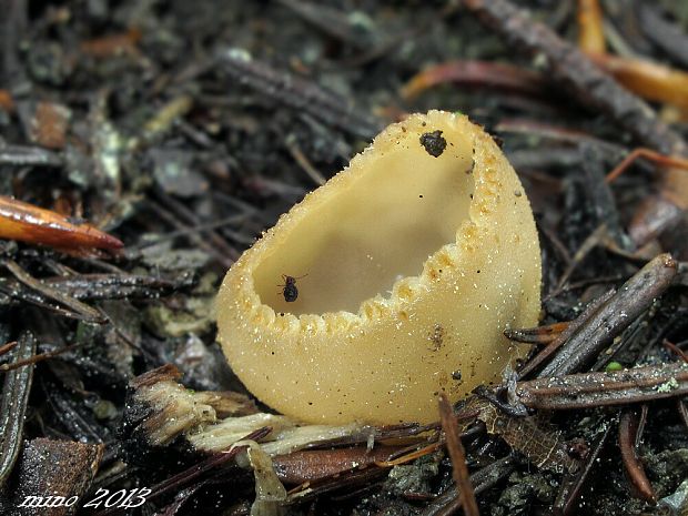 tarzeta zúbkatá Tarzetta cupularis (L.) Svrček