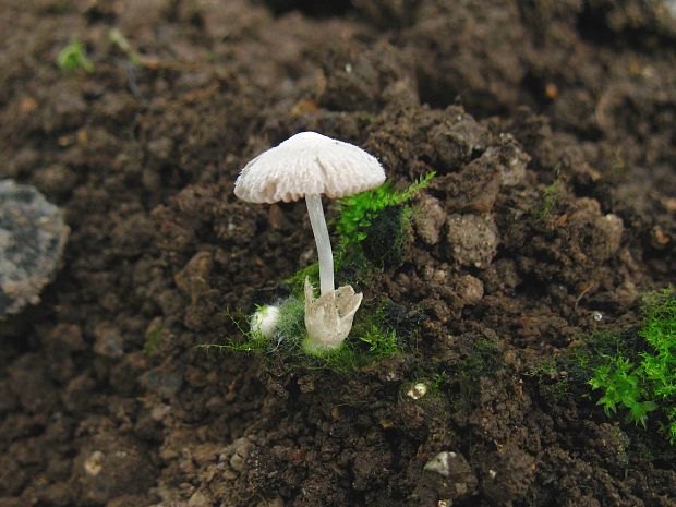 pošvovec Volvariella sp.