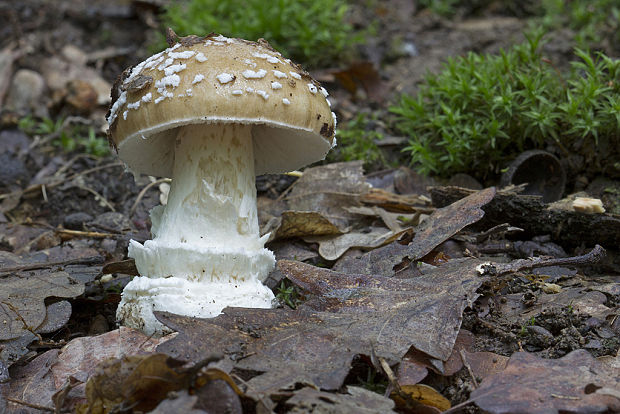 muchotrávka tigrovaná Amanita pantherina (DC.) Krombh.