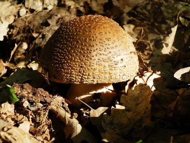 muchotrávka červenkastá Amanita rubescens Pers.