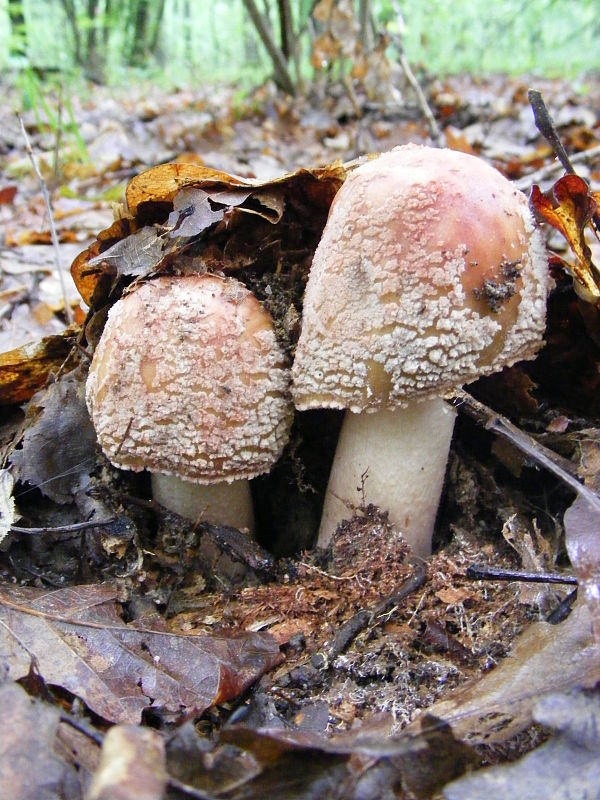 muchotrávka červenkastá Amanita rubescens Pers.