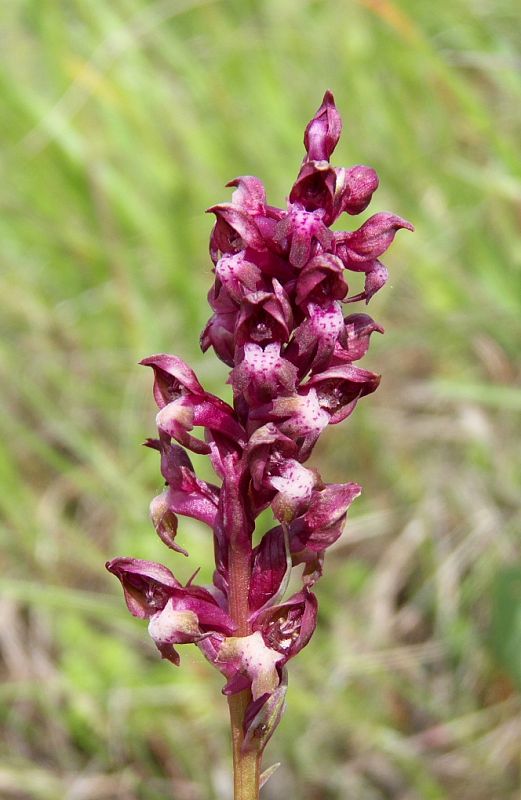 červenohlav ploštičný Anacamptis coriophora (L.) R. M. Bateman, A. M. Pringeon & M. W. Chase