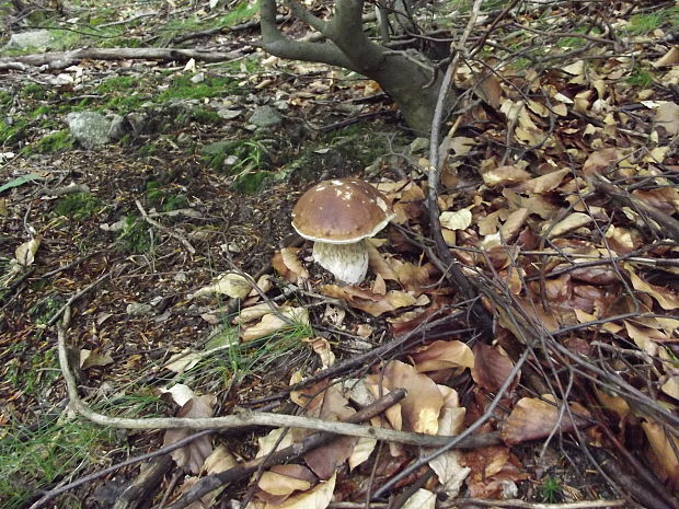 hríb smrekový Boletus edulis Bull.