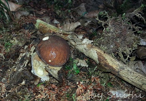 hríb dubový Boletus reticulatus Schaeff.