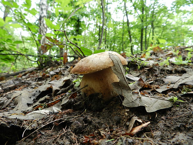 hríb dubový Boletus reticulatus Schaeff.