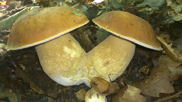 hríb dubový Boletus reticulatus Schaeff.