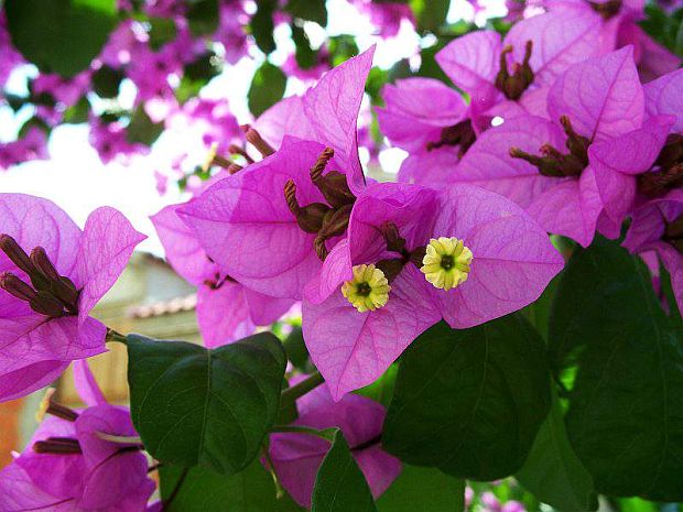 bugenvilea Bougainvillea glabra Choisy