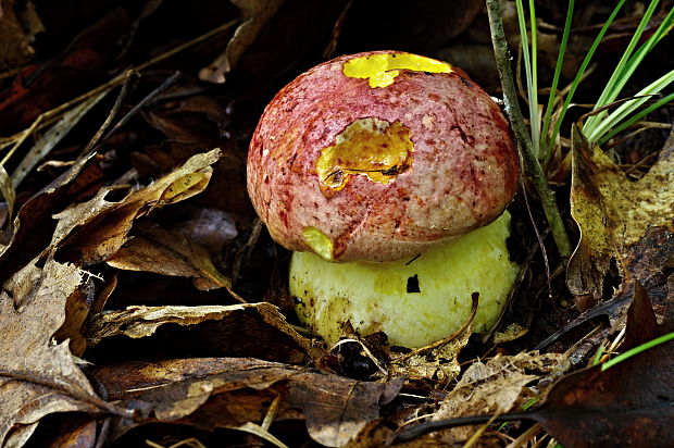 hríb kráľovský Butyriboletus regius (Krombh.) D. Arora & J.L. Frank