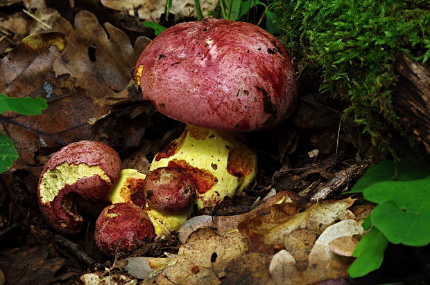 hríb kráľovský Butyriboletus regius (Krombh.) D. Arora & J.L. Frank