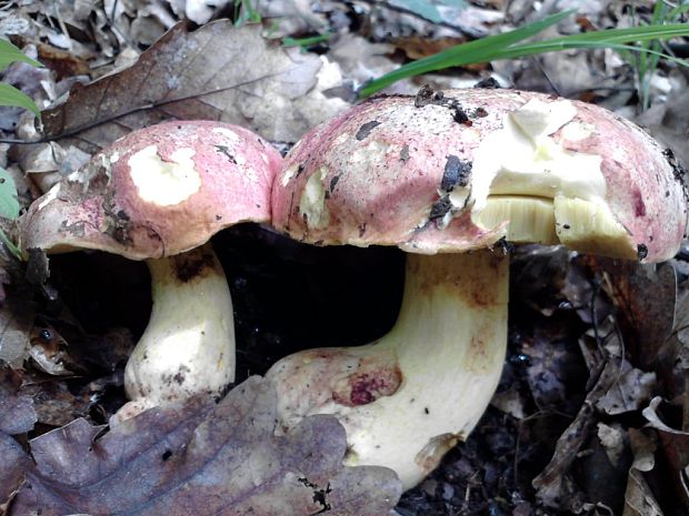 hríb kráľovský Butyriboletus regius (Krombh.) D. Arora & J.L. Frank