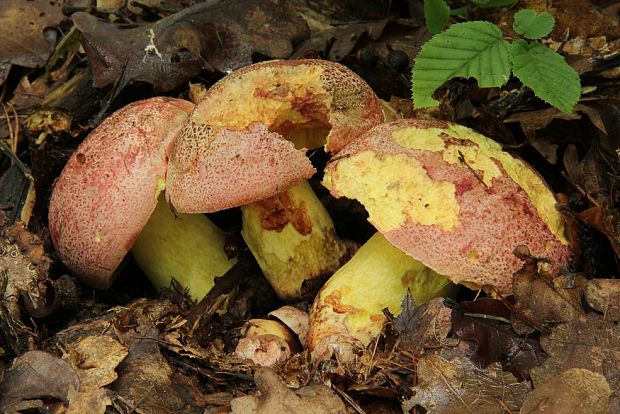 hríb kráľovský Butyriboletus regius (Krombh.) D. Arora & J.L. Frank