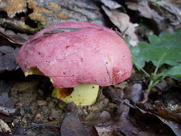 hríb kráľovský Butyriboletus regius (Krombh.) D. Arora & J.L. Frank