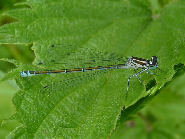 šidielko  Coenagrion puella