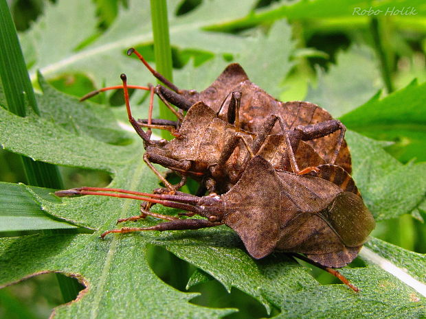 obrubnica šťaveľová Coreus marginatus